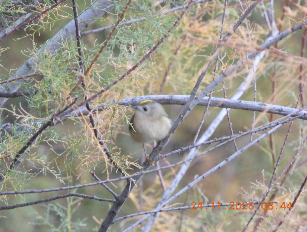 Regolo - ML645793078