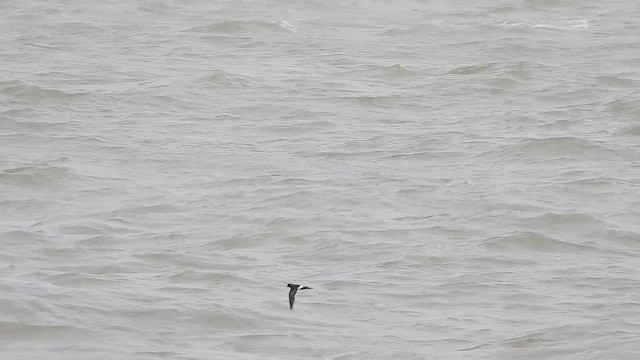 Вильсонова океанида - ML645793079