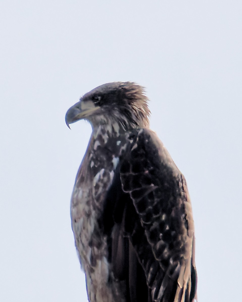 Bald Eagle - ML645793082
