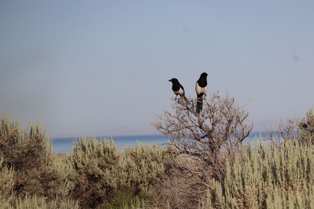 Black-billed Magpie - ML645793086