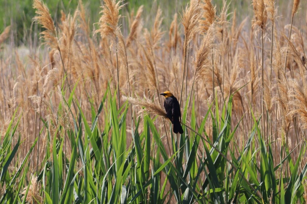 Yellow-headed Blackbird - ML645793098