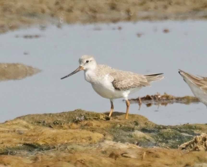 ביצנית אפורה - ML645793101