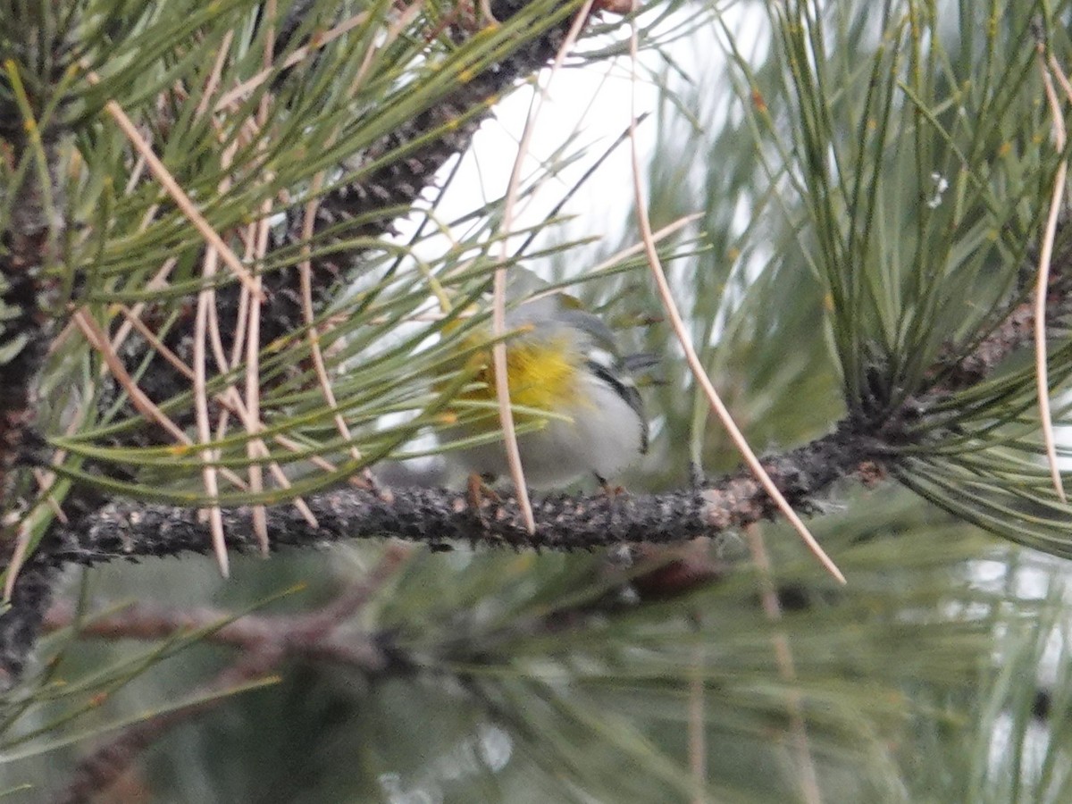 Northern Parula - ML645793102