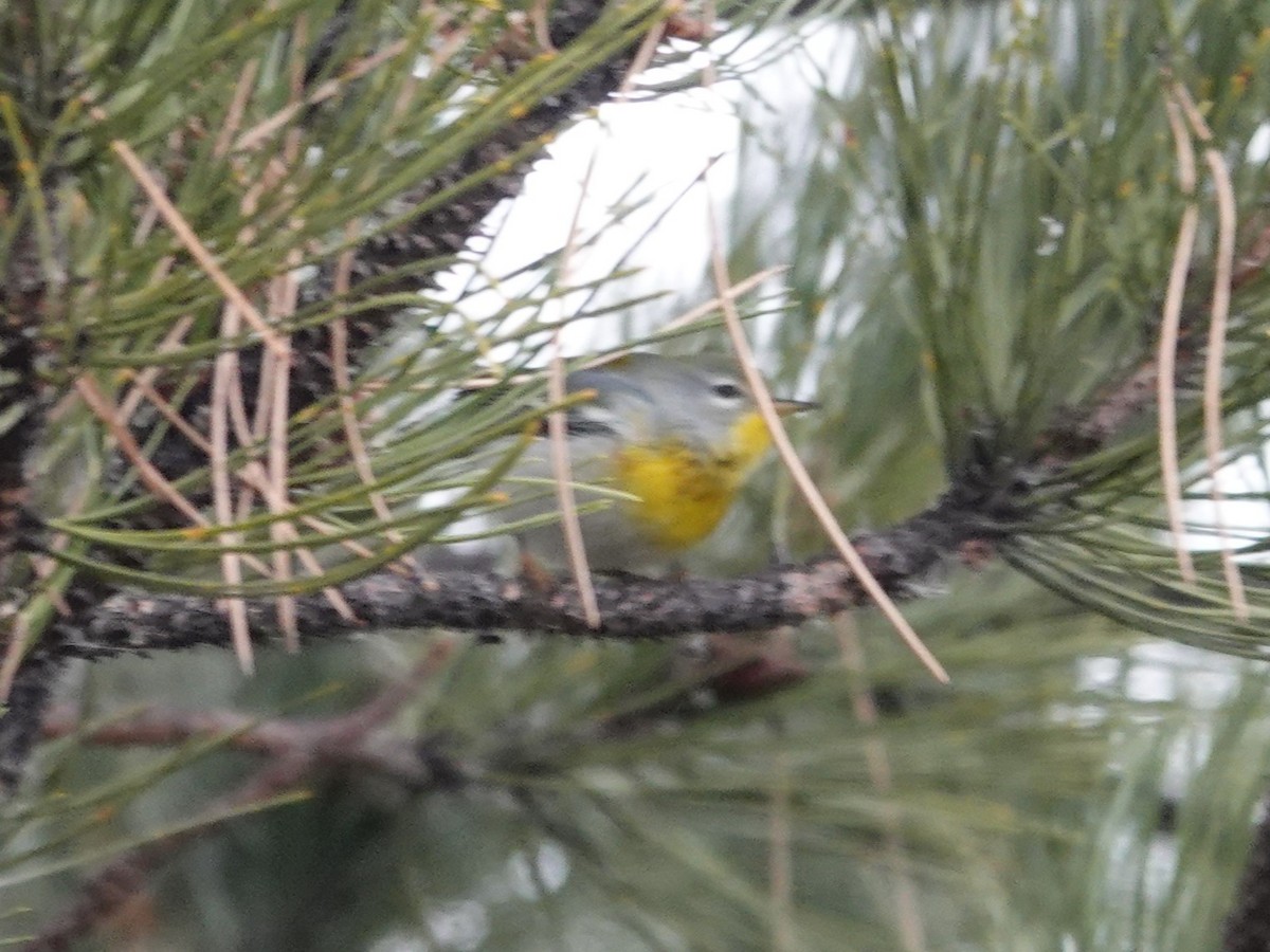 Northern Parula - ML645793103