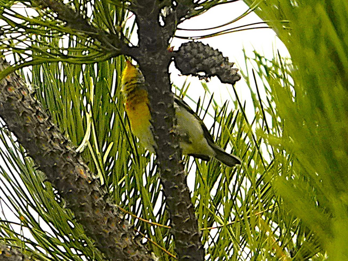 Northern Parula - ML645793104