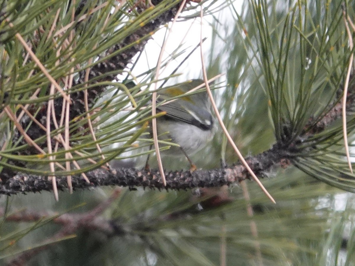 Northern Parula - ML645793105