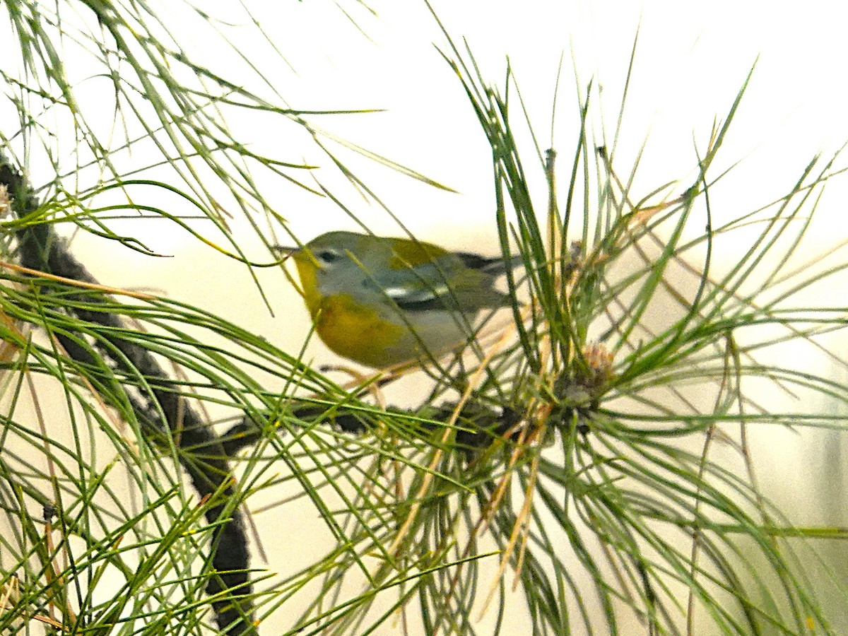 Northern Parula - ML645793106