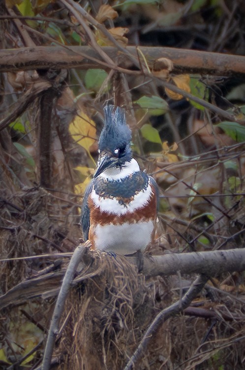 Belted Kingfisher - ML645793108