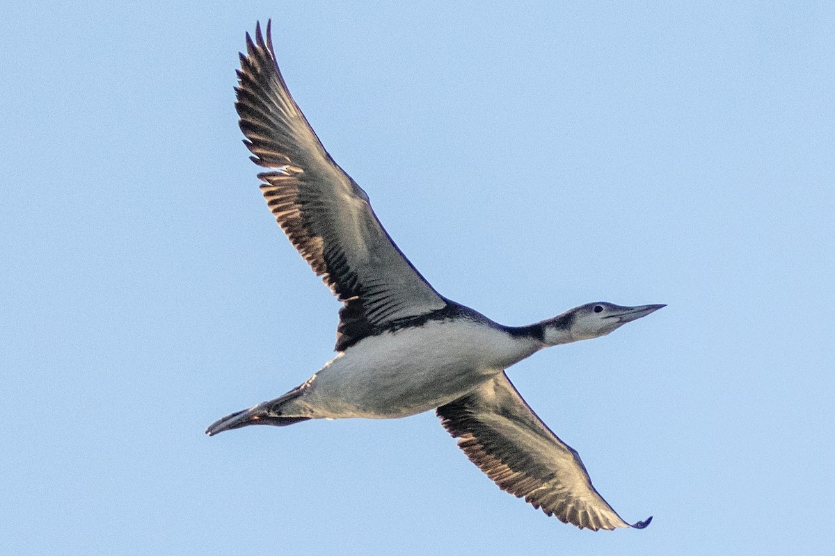 Common Loon - ML645793111