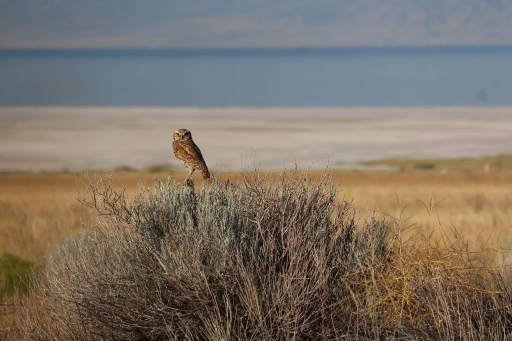 Burrowing Owl - ML645793113