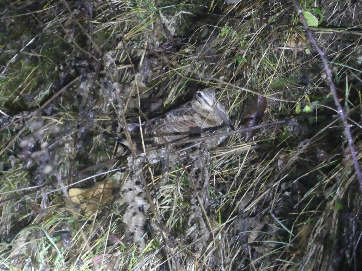 Eurasian Woodcock - ML645793115