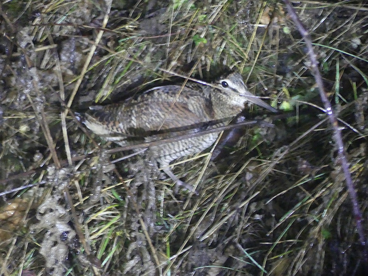 Eurasian Woodcock - ML645793116