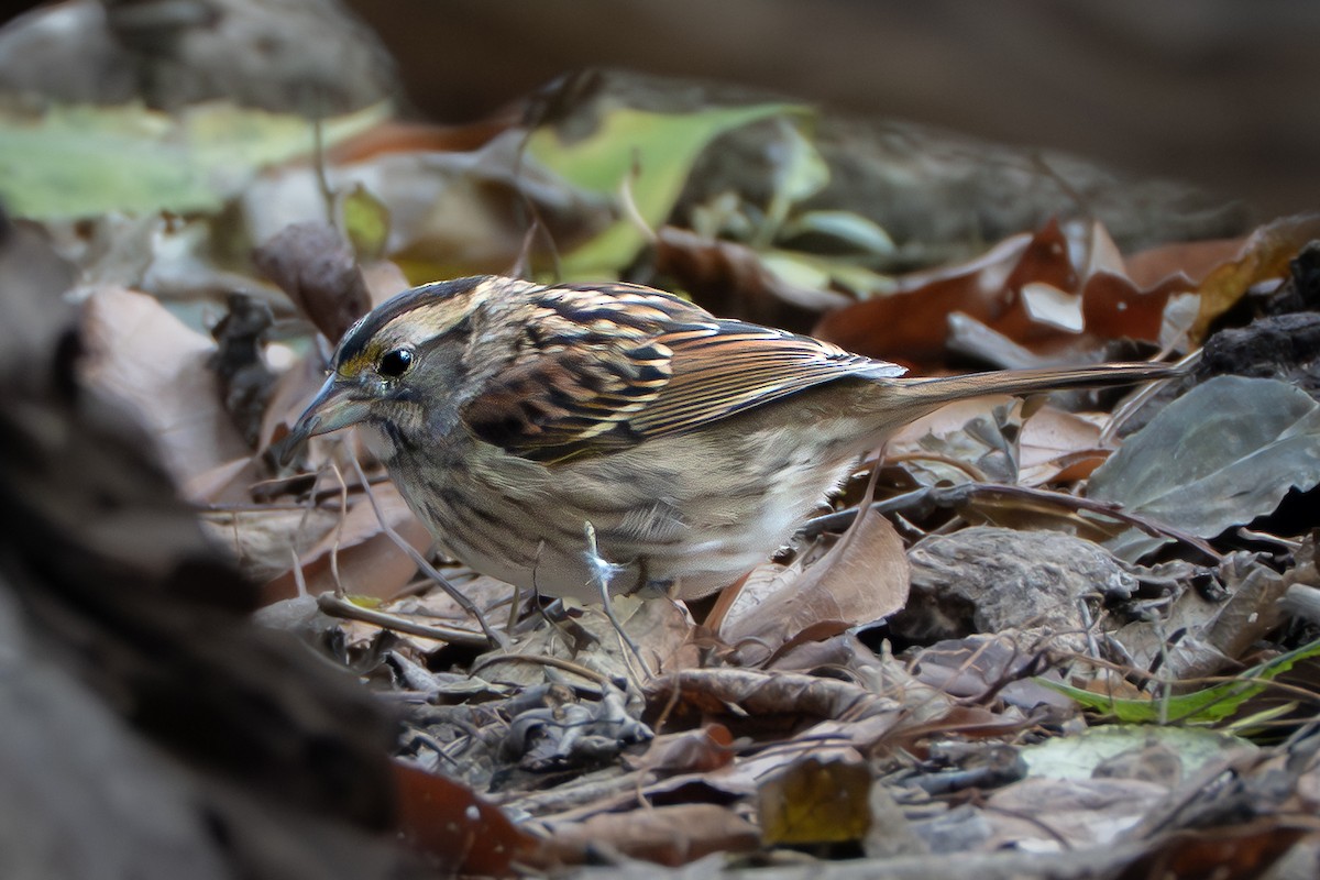 White-throated Sparrow - ML645793117