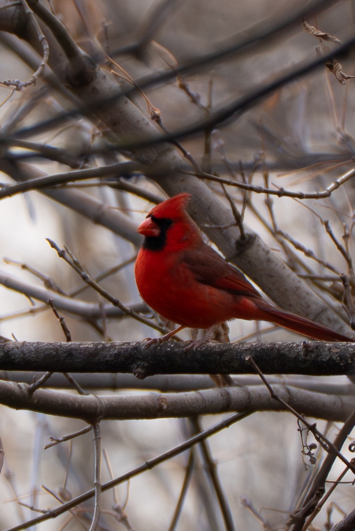 Northern Cardinal - ML645793121
