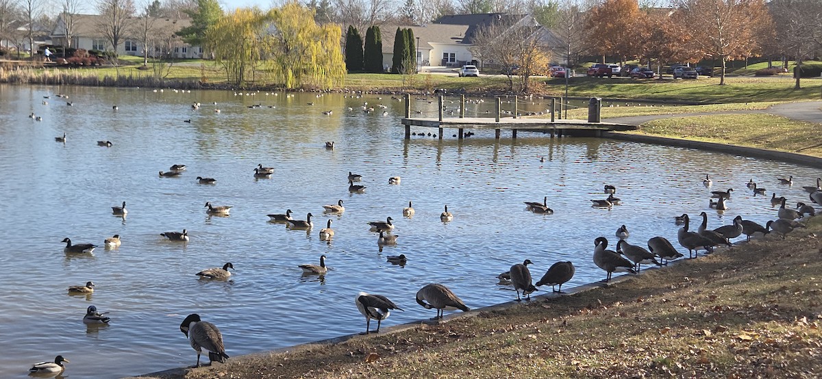 Canada Goose - ML645793124