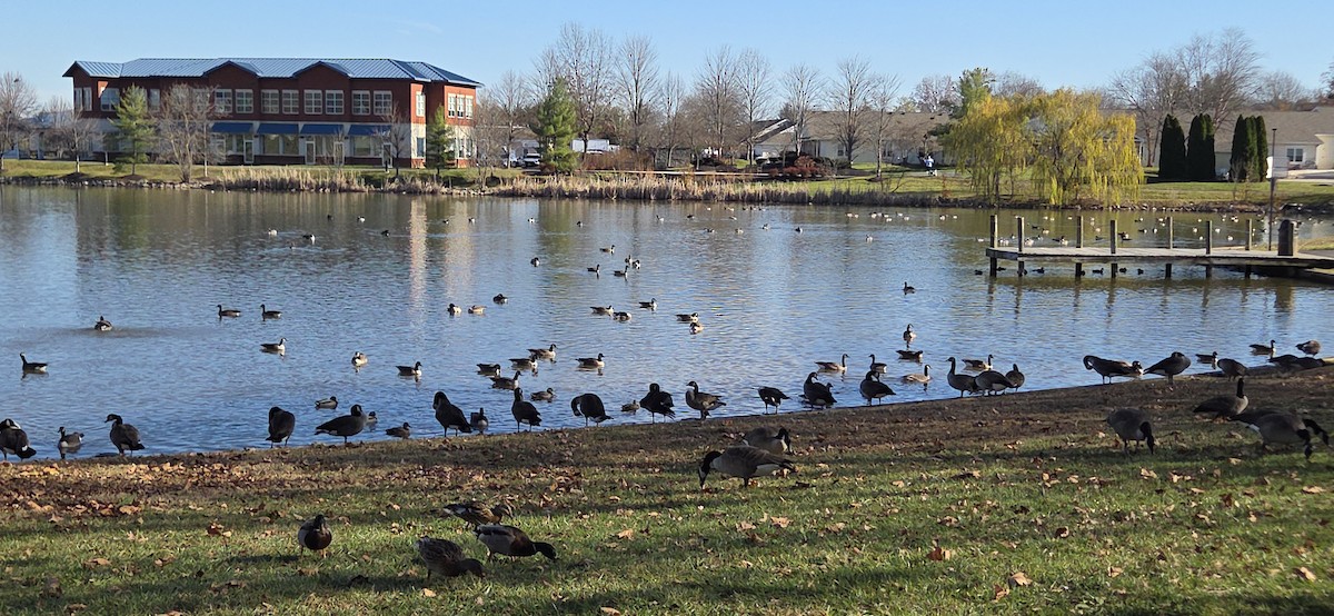 Canada Goose - ML645793130