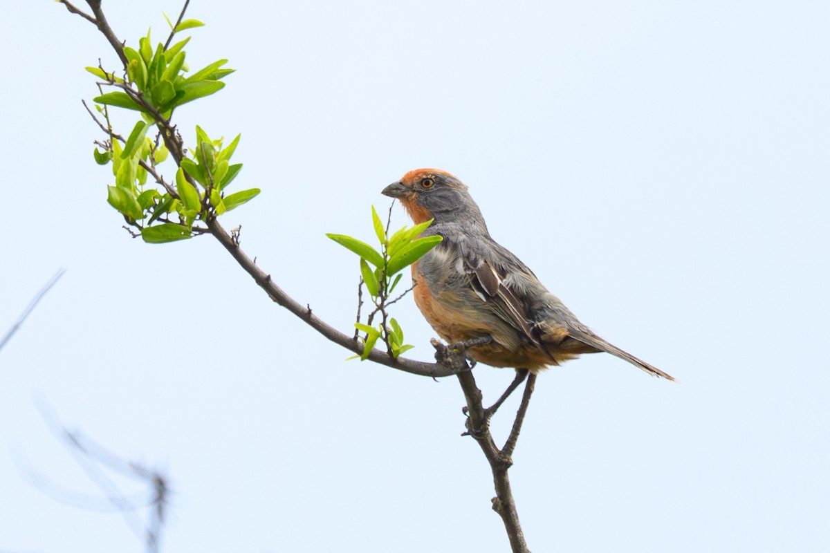 White-tipped Plantcutter - ML645793133