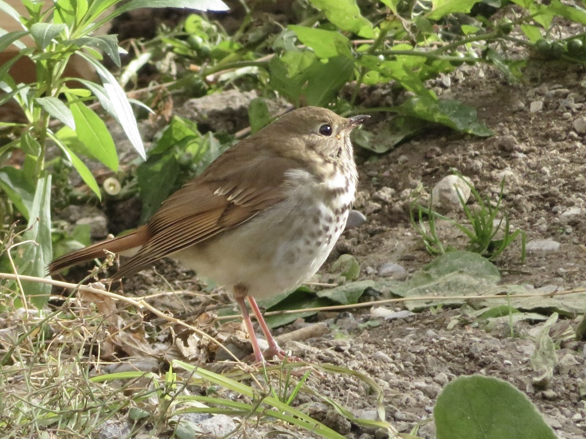 Hermit Thrush - ML645793139