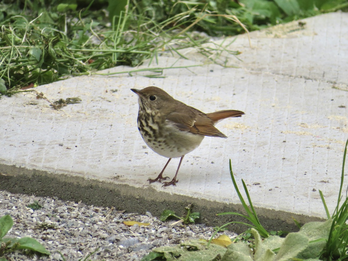 Hermit Thrush - ML645793140