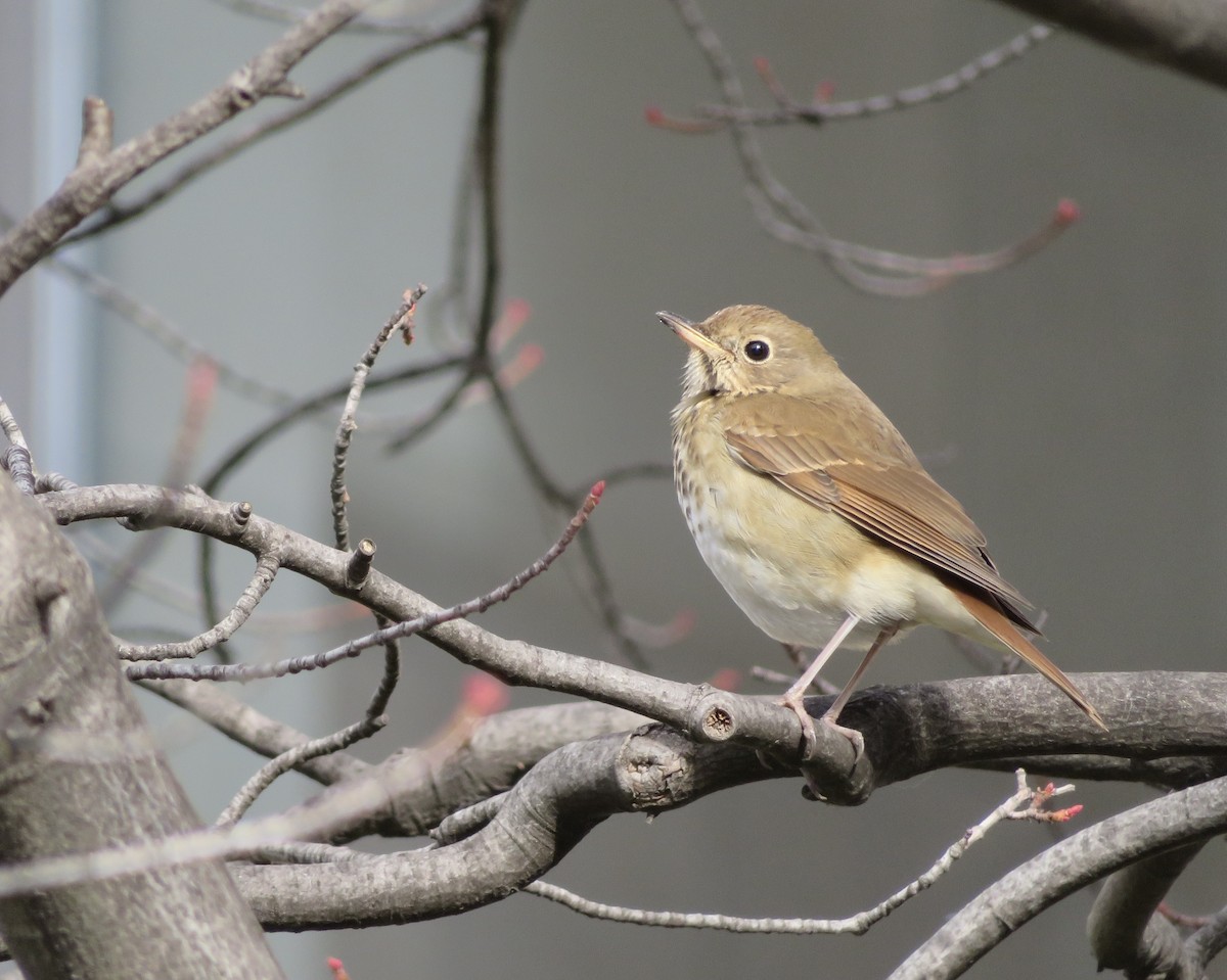 Hermit Thrush - ML645793141