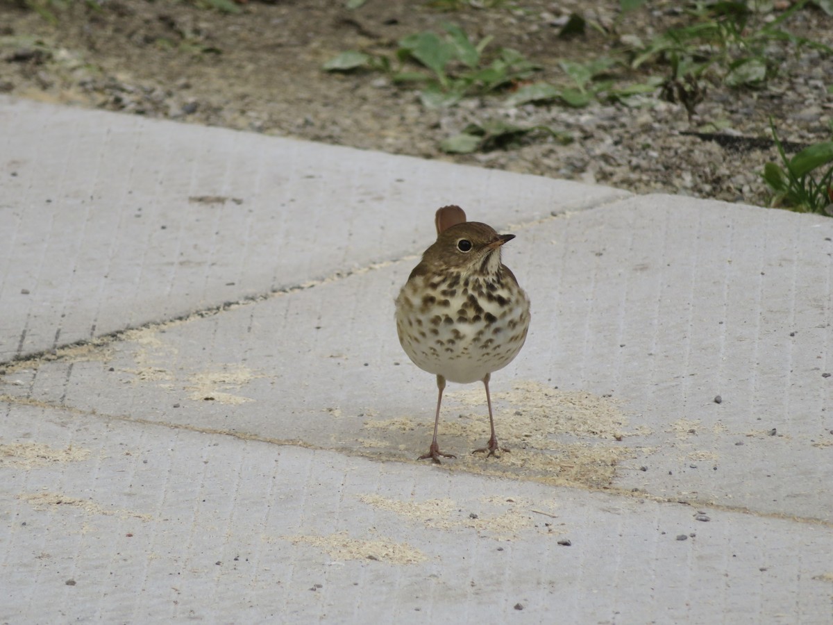 Hermit Thrush - ML645793142