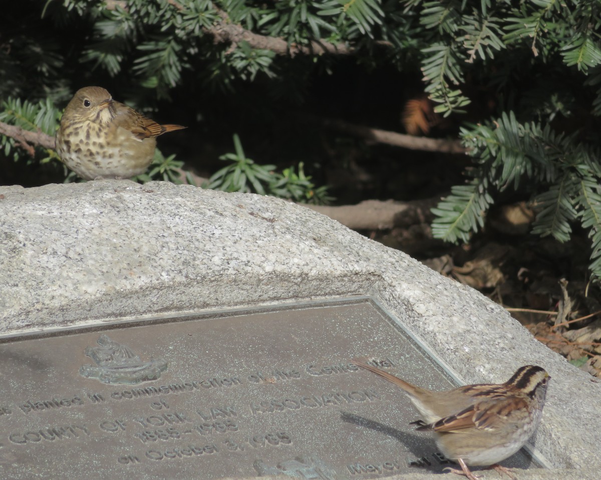 Hermit Thrush - ML645793143