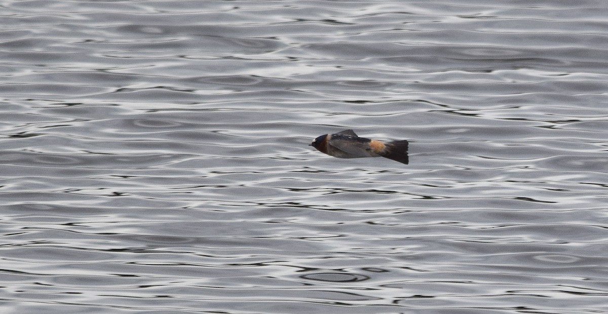 Cliff Swallow - ML645793148