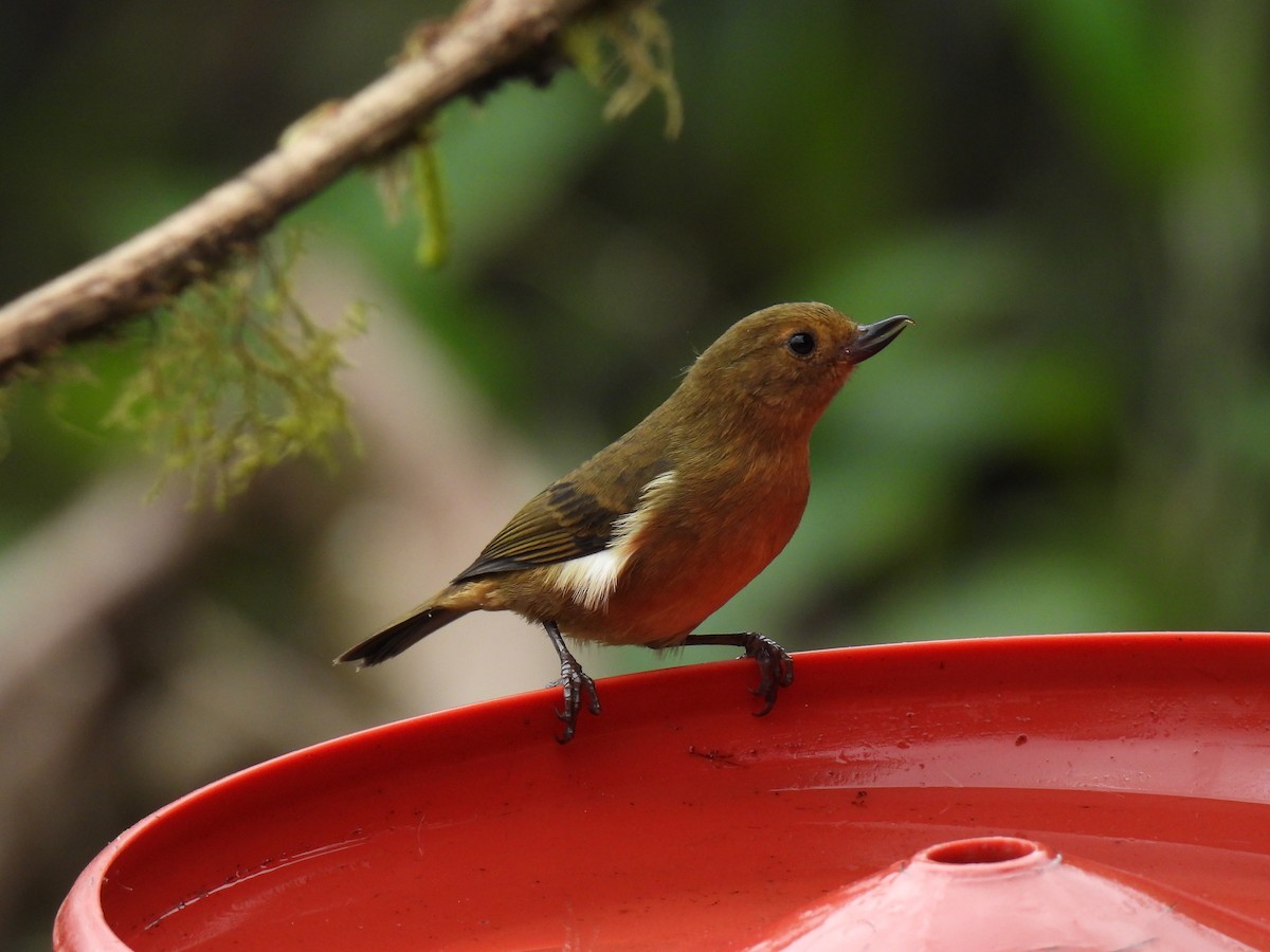 White-sided Flowerpiercer - ML645793155