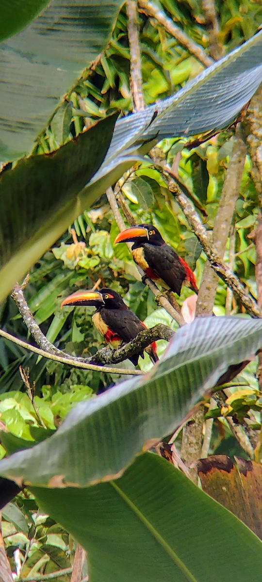 Fiery-billed Aracari - ML645793168