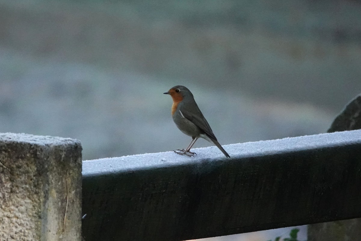 European Robin - ML645793175