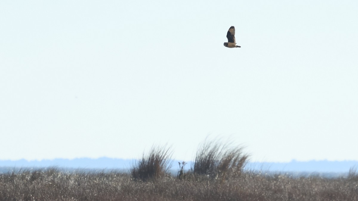 Short-eared Owl - ML645793188