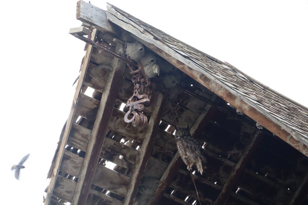 Great Horned Owl - ML645793196