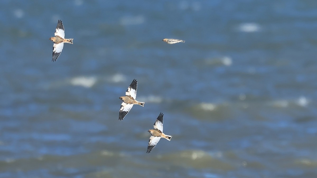 Snow Bunting - ML645793198
