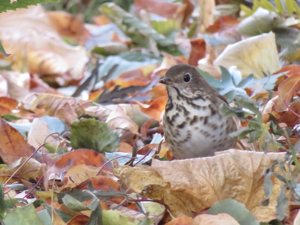 Hermit Thrush - ML645793200