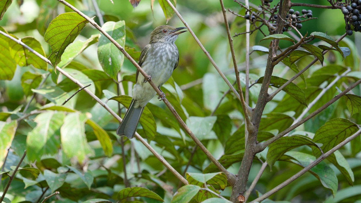 Streaked Bulbul - ML645793205