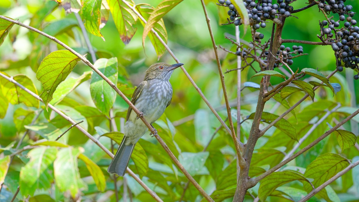 Streaked Bulbul - ML645793207