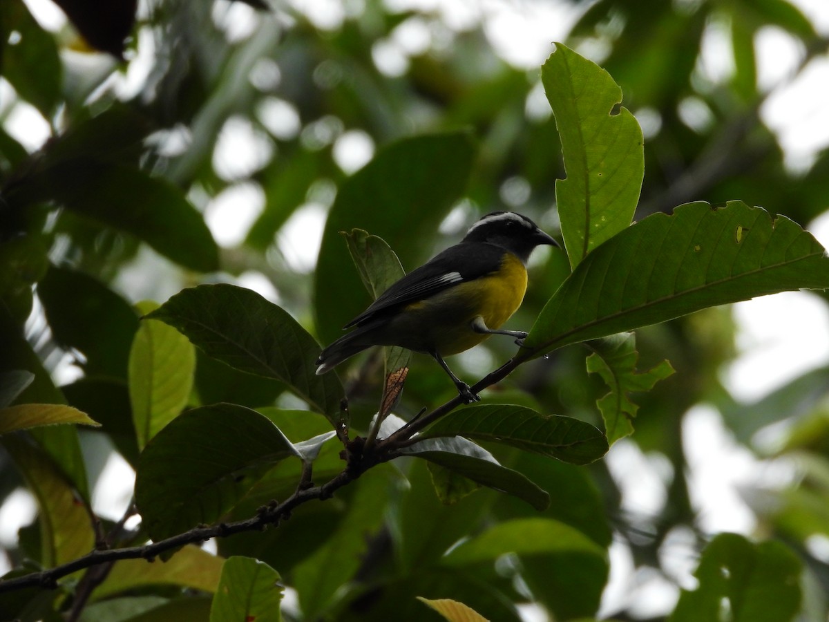 Sucrier à ventre jaune - ML645793208