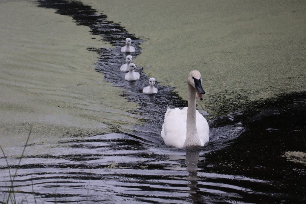 Trumpeter Swan - ML645793226