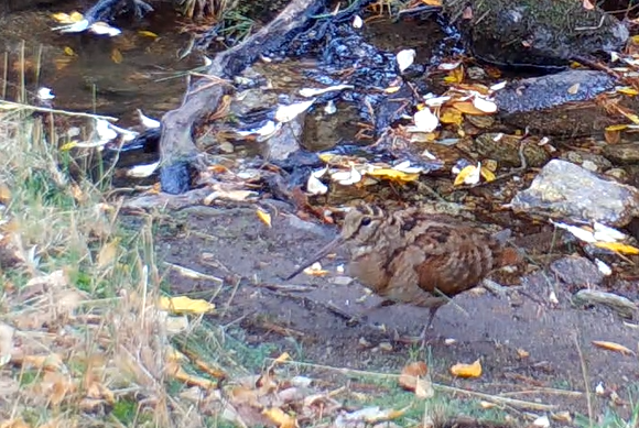 Eurasian Woodcock - ML645793227