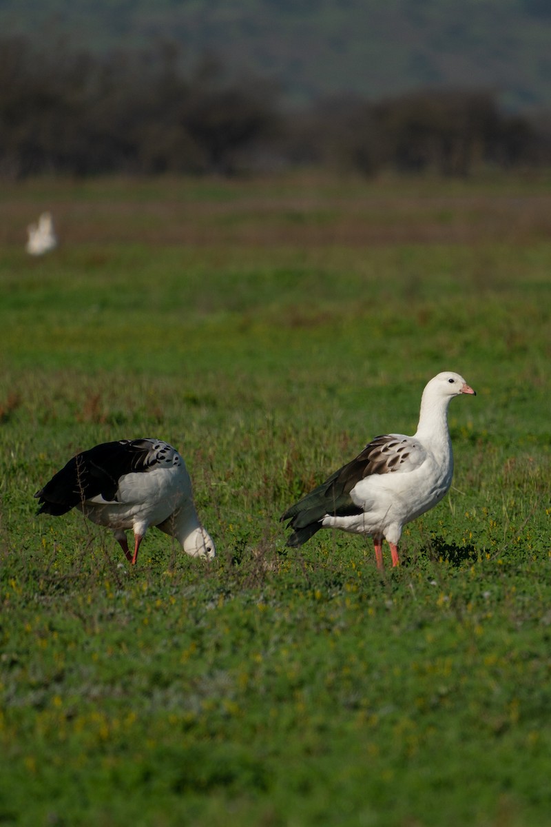 Andean Goose - ML645793237