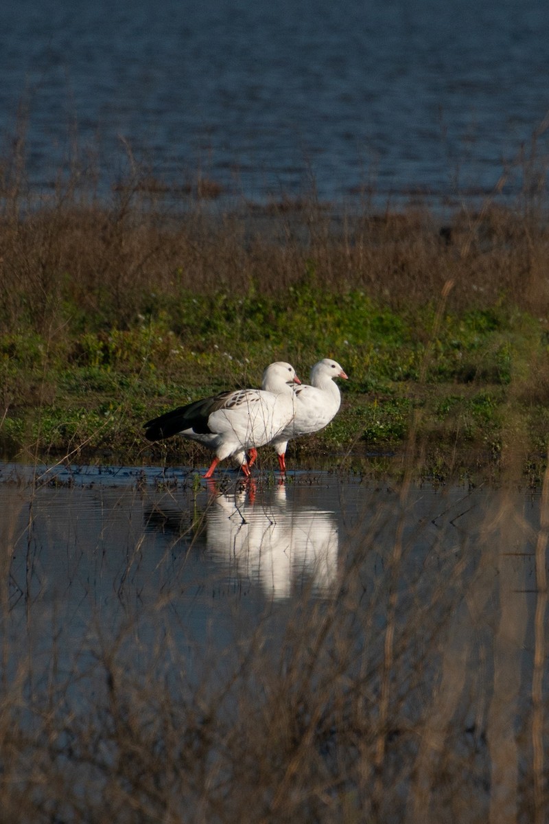 Andean Goose - ML645793238
