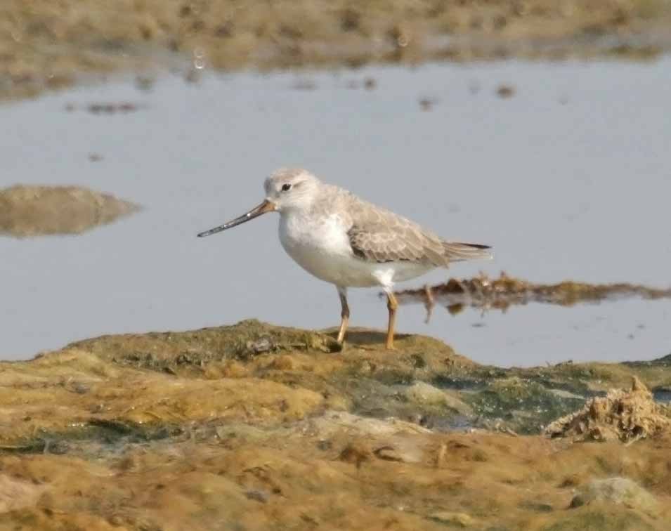 ביצנית אפורה - ML645793239