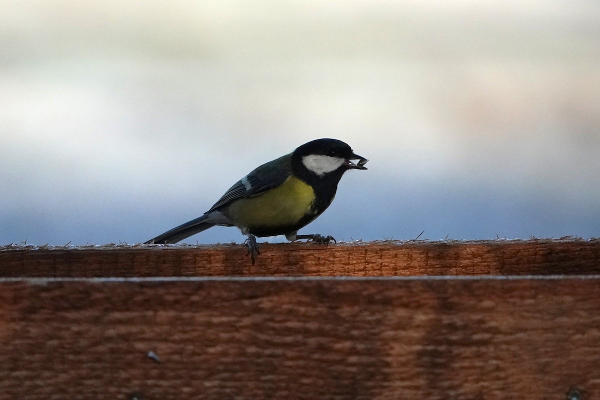 Great Tit - ML645793240