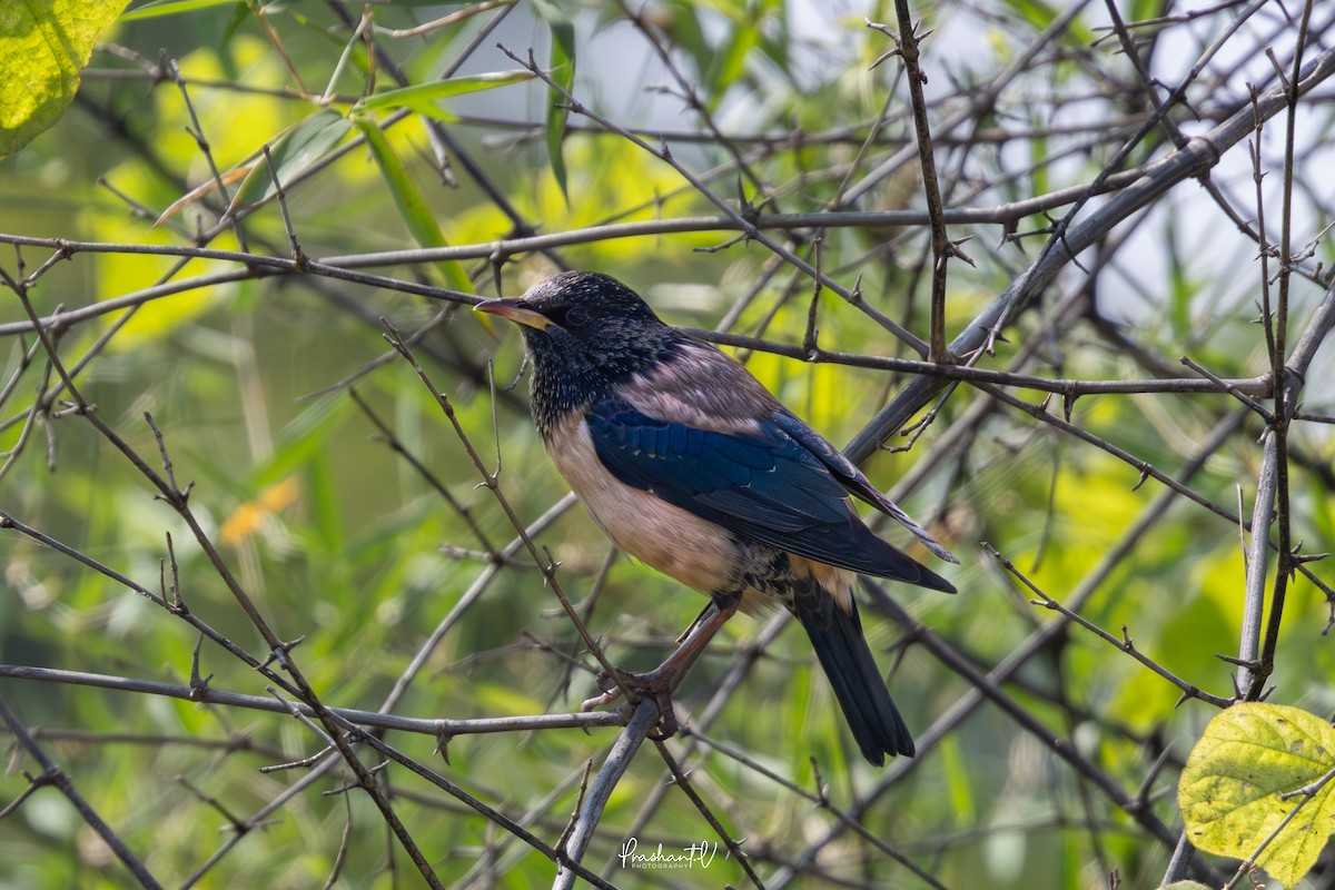 Rosy Starling - ML645793249