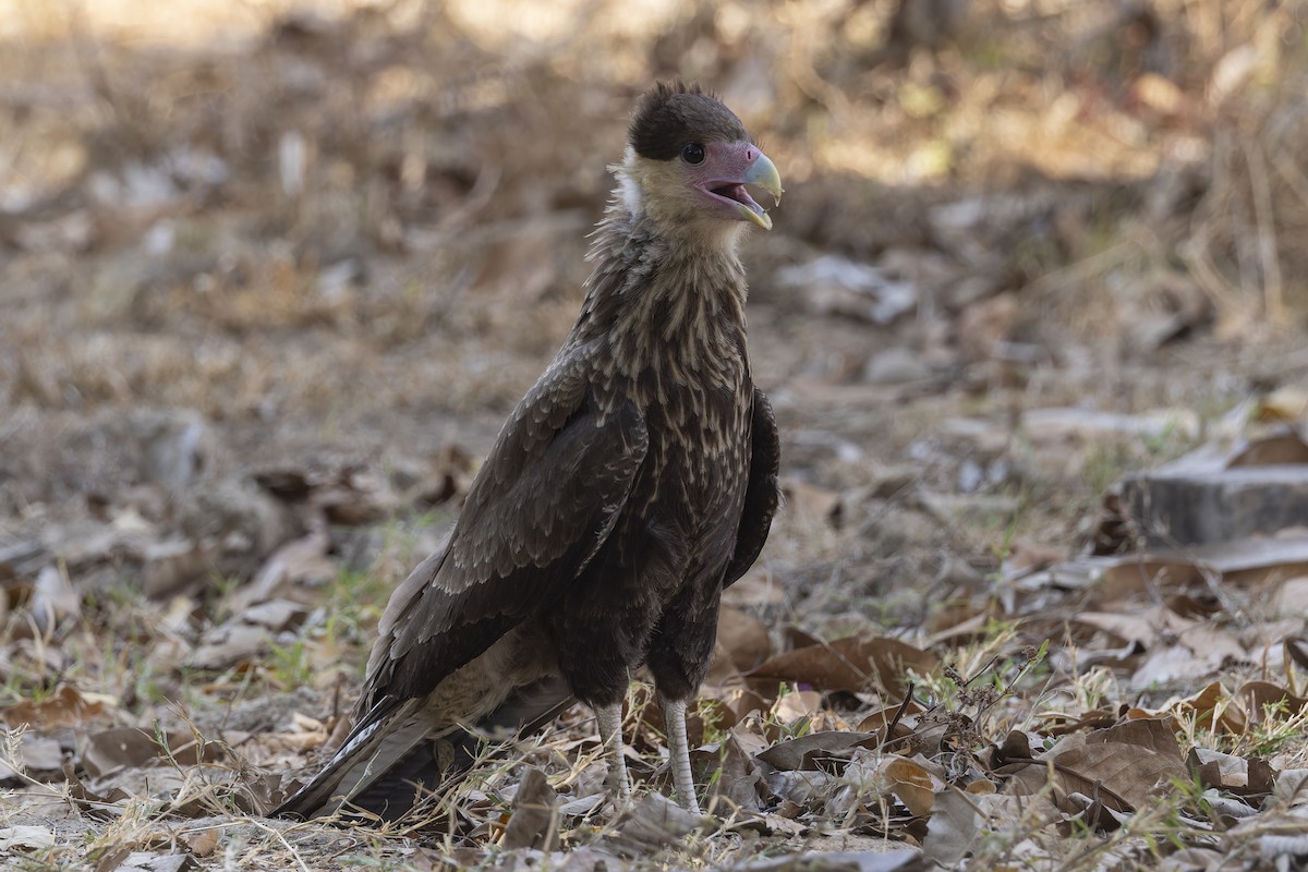 Crested Caracara (Southern) - ML645793250
