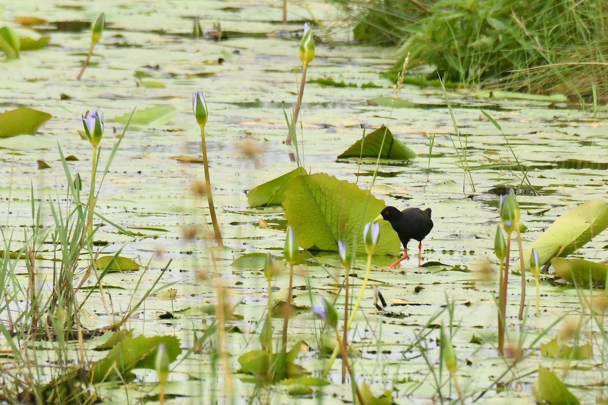 Black Crake - ML645793259