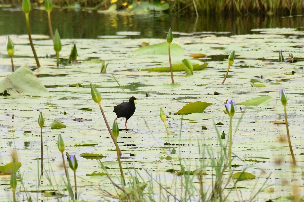 Black Crake - ML645793260
