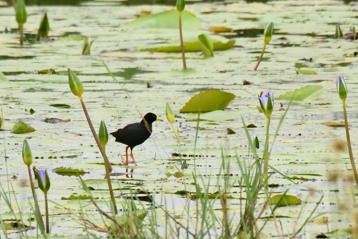 Black Crake - ML645793261