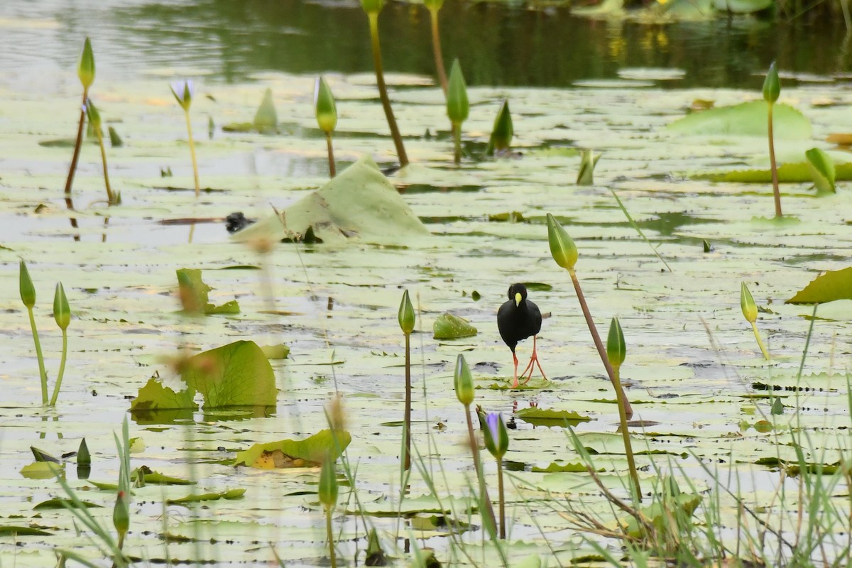 Black Crake - ML645793262