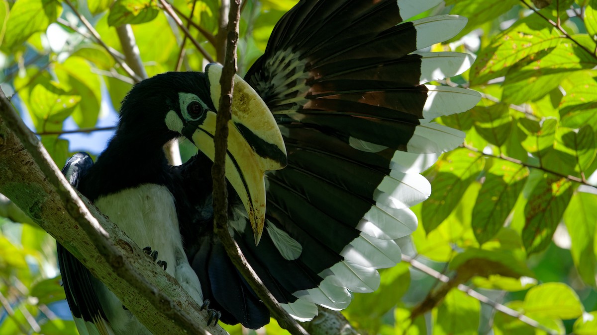 Oriental Pied-Hornbill - ML645793263